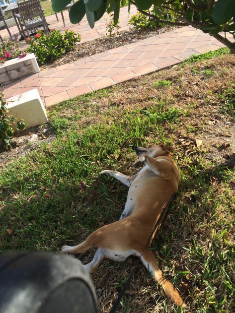 /home/wpcom/public_html/
-content/blogs.dir/af9/77857396/files/2015/01/img_4119.jpg